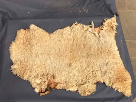 Photo of free Sheep skin rugs (SL6 Furze Platt) #2