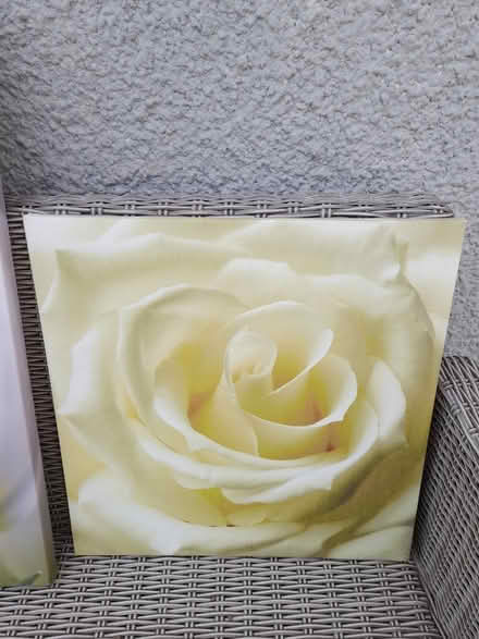 Photo of free 2 flower pictures (Yeovil) #3
