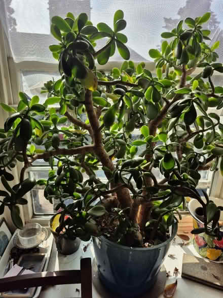 Photo of free Money Tree Plant (Goldsborough HG5) #1