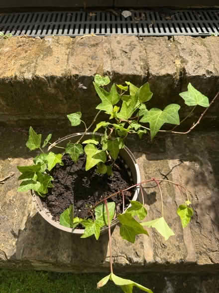Photo of free 3 Ivy plants (SE11) #1