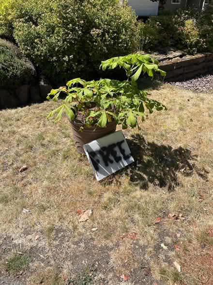 Photo of free tree in pot (East Renton Highlands) #1