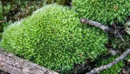 Photo of Moss - lots (Duren Ave) #1