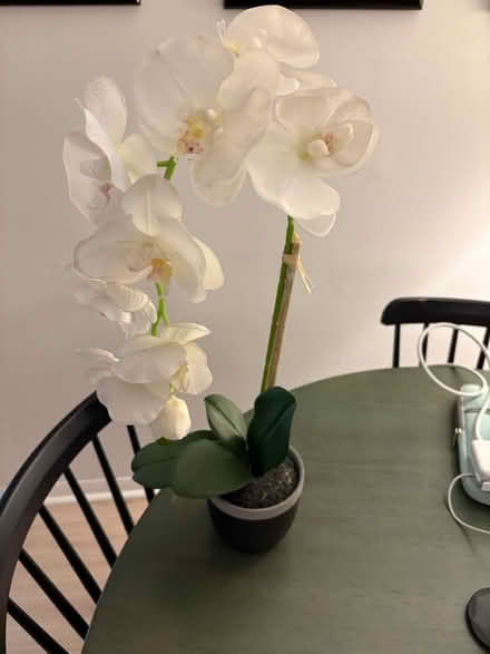Photo of free Faux orchid plant (Alexandria) #1