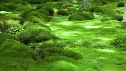 Photo of Moss - lots (Duren Ave) #4
