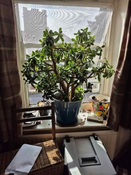 Photo of free Money Tree Plant (Goldsborough HG5) #2