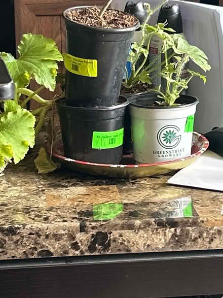 Photo of free Plants (Near Main Street Laurel Md) #1