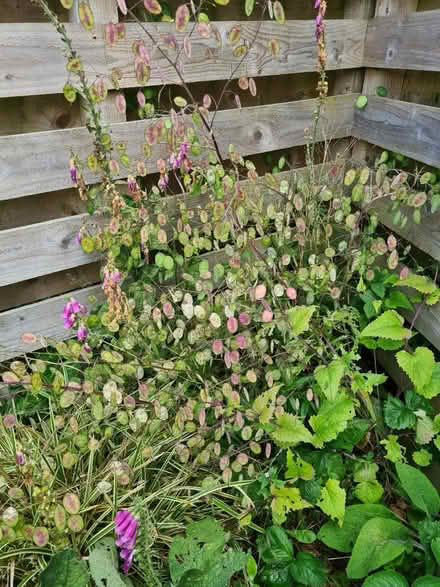 Photo of free Honesty/money plant seeds (Kingswells) #1