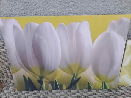 Photo of free 2 flower pictures (Yeovil) #2