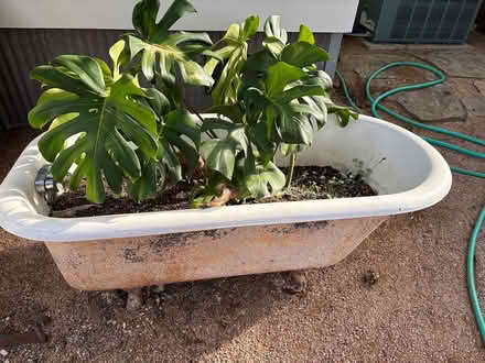 Photo of free Cast Iron Tubs and Sinks (Southtown) #3