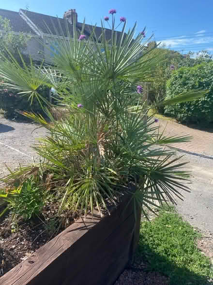 Photo of free Large plant (Clanfield PO8) #1