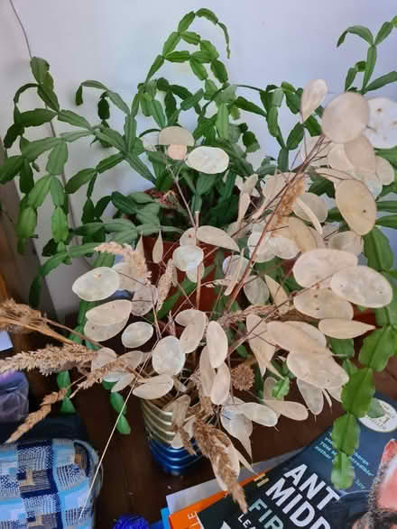 Photo of free Honesty/money plant seeds (Kingswells) #2