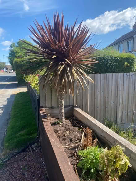Photo of free Small tree (Clanfield PO8) #1