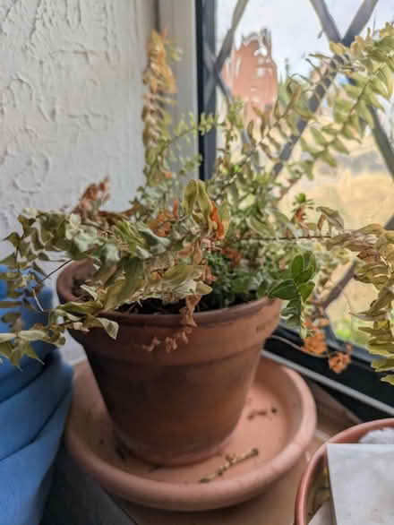 Photo of free Boston fern (Taunton) #1