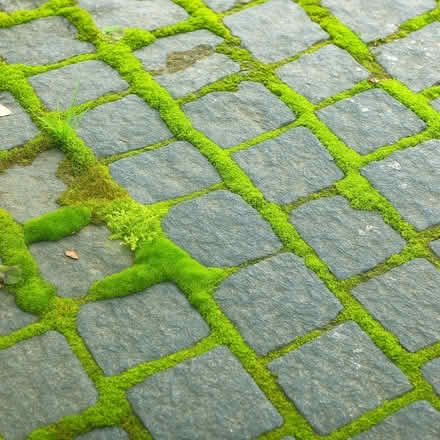 Photo of Moss - lots (Duren Ave) #2