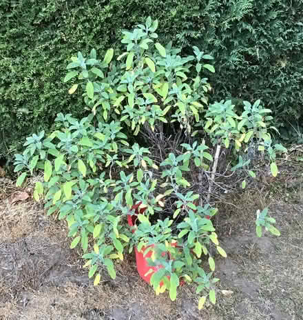 Photo of free sage plant in pot (Cookham SL6) #1