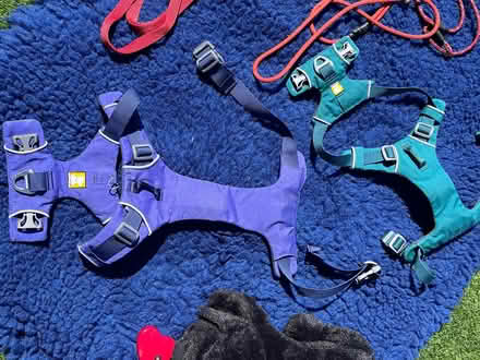 Photo of free Puppy paraphernalia - happy to split (Flesher's Haugh G40) #1
