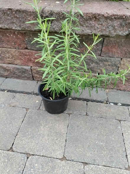 Photo of free Rosemary plant (California DE22) #1