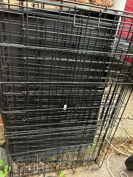 Photo of free Large dog cage (Clapham Common SW4) #1