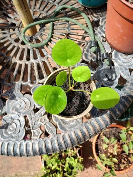 Photo of free Chinese Money Plants (Bratton) #1