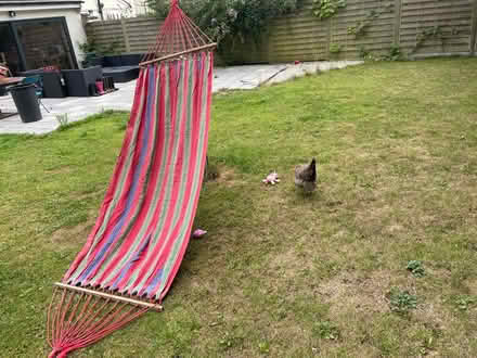 Photo of free Large Hammock (Mickleover, Derby, DE3) #2