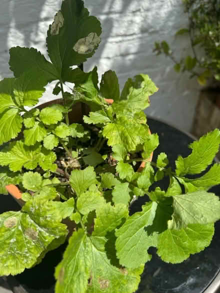 Photo of free Avocado tree with lemon balm (SE11) #2