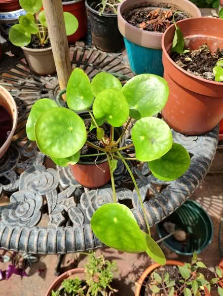 Photo of free Chinese Money Plants (Bratton) #2