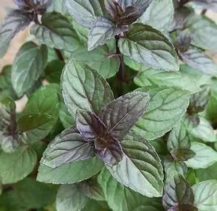 Photo of Chocolate mint plant (Sengkang) #1