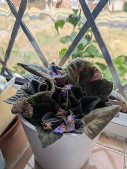 Photo of free African violet (Taunton) #1