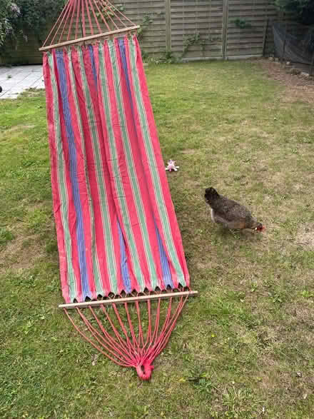 Photo of free Large Hammock (Mickleover, Derby, DE3) #1