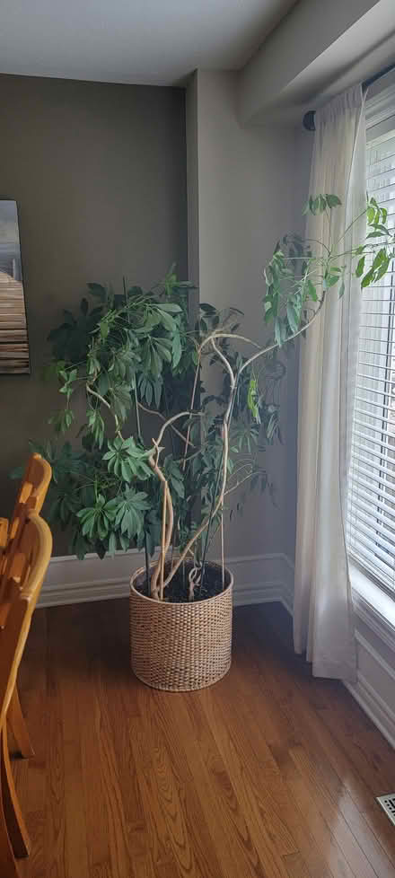 Photo of free Large plant (Kanata, just off Campeau Dr.) #1