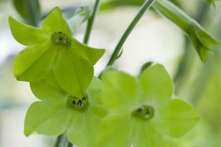 Photo of free Nicotiana Lime Green Plants. (Chichester PO19) #2