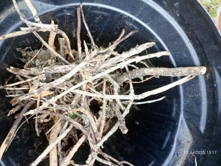 Photo of free Firewood Kindling (SS0 Westcliff) #2