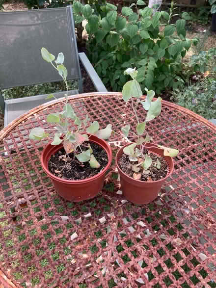 Photo of free French Sorrel; Rumex Scutatus (CT5) #1