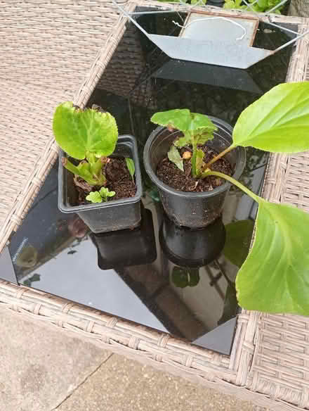 Photo of free Elephant ears plants (Temple Cowley OX4) #1