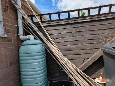 Photo of free Long bamboo sticks (Taunton) #1