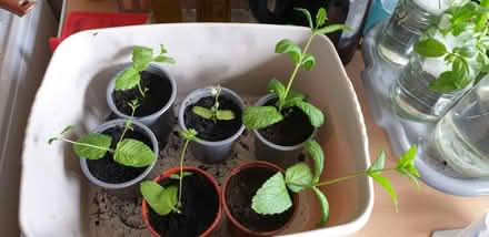Photo of free Mint plants (Chorley PR6) #1