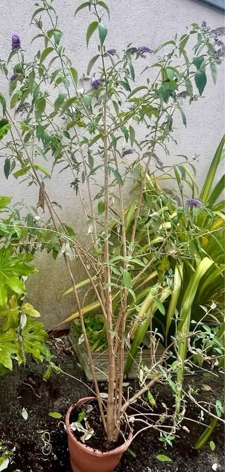 Photo of free buddleia (TW2 whitton) #1
