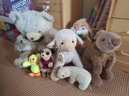 Photo of free Soft toys (Forestgreen) #1
