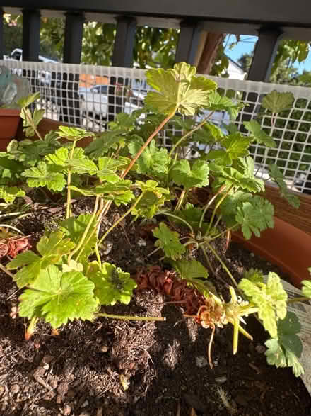 Photo of Med flower pots, tiered plant stand (Oakland, CA) #1