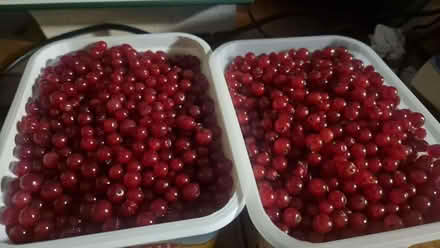 Photo of free Redcurrants (Northcourt OX14) #1