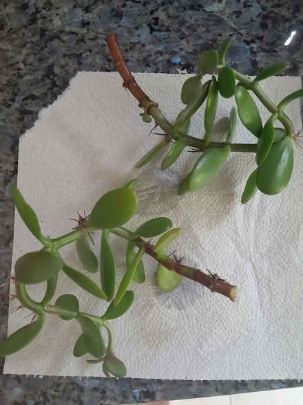 Photo of free Jade cuttings (Barnard's Green WR14) #1