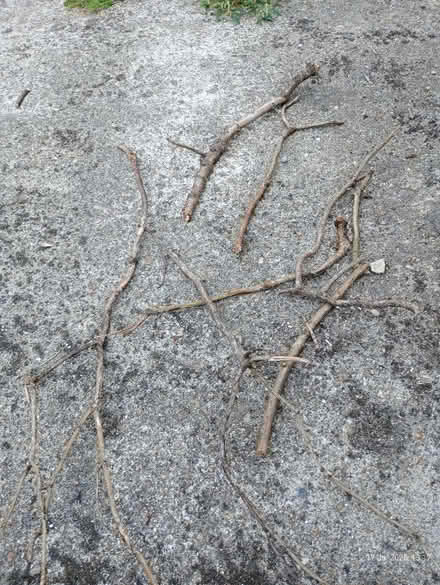 Photo of free Firewood Kindling (SS0 Westcliff) #1