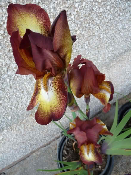 Photo of free Iris plants (Manafon SY16) #1
