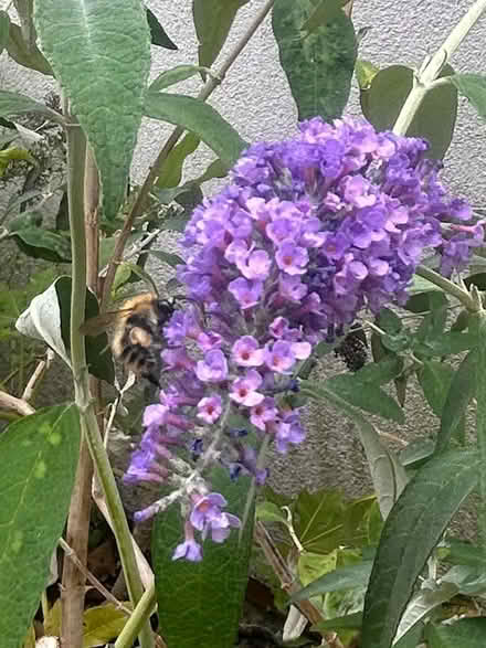 Photo of free buddleia (TW2 whitton) #2