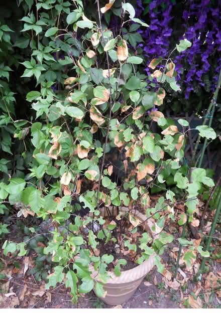 Photo of free Garden Plants (Langley SL3) #2
