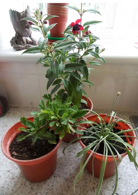 Photo of free Garden Plants (Langley SL3) #1