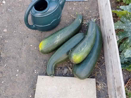 Photo of free Courgettes (Newark NG24) #1