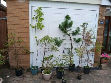 Photo of free Small trees in need of t.l.c. (Ainsdale PR8) #1