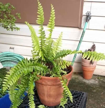 Photo of free boston fern 20874 #1