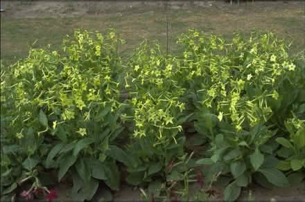 Photo of free Nicotiana Lime Green Plants. (Chichester PO19) #1